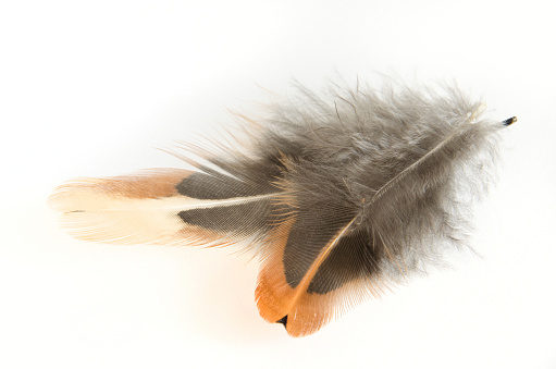 Beautiful pheasant feathers on a white background