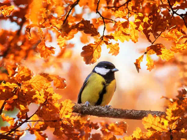 Photo of cute portrait with a beautiful bird tit sitting in an autumn Sunny garden surrounded by Golden oak leaves