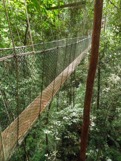 istock around Taman Negara in Malaysia 1204562631