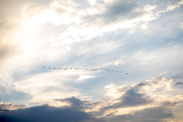 istock A string of birds in the sunny sky. 1204562850
