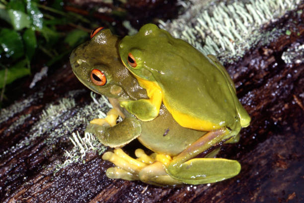 istock Pair of Red-eyed Tree Frogs amplexing 1204564173