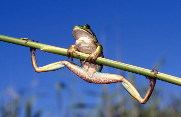 A  European Tree frog Hyla sarda in a macro photo isolated on white, while crawling on a white background