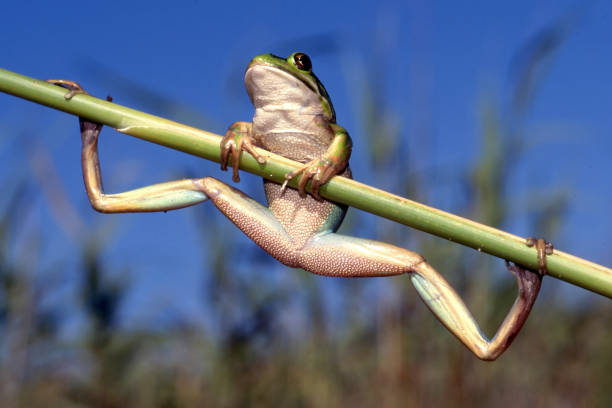 Japanese tree frogs, found in rice fields and grassy areas, have the amazing skill of being able to change the color of their bodies. They often change the color of their bodies to match their surroundings, for example being green when they are resting on grass. They have round suction cups on all of their fingertips, which makes them good at climbing trees. They also have the special skill of being able to stick to window glass.They can change the color of their backs to match their surroundings and background.