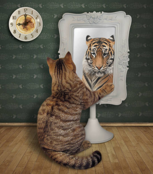 Cat stares at its funny reflection 2 The beige cat stares his funny reflection in the square mirror at home. This is a tiger. pics for cat staring at wall stock pictures, royalty-free photos & images