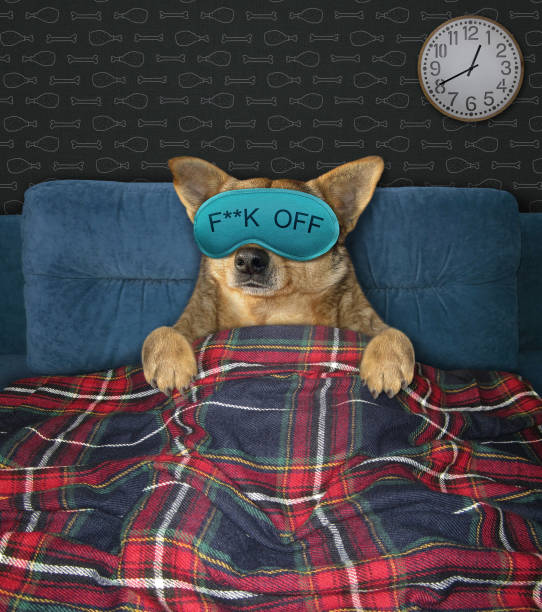 istock Dog in mask sleeps under plaid 2 1204564356