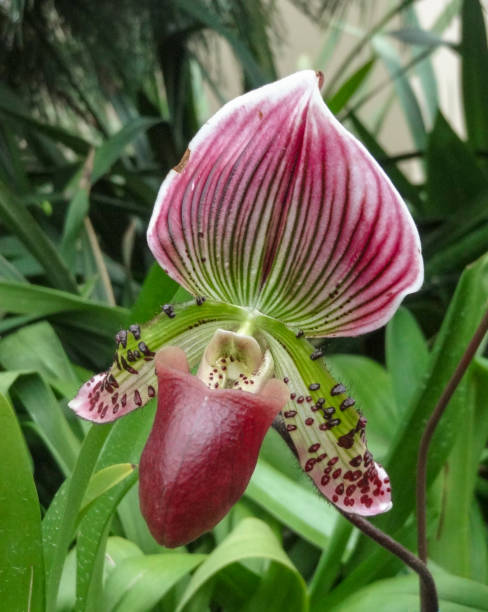 istock Orchid flower in Singapore 1204564535