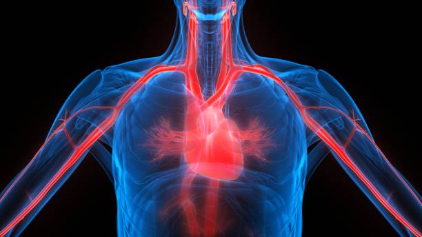 órgão interno humano do coração com renderização de raio-x 3d do sistema circulatório - human heart x ray image anatomy human internal organ - fotografias e filmes do acervo