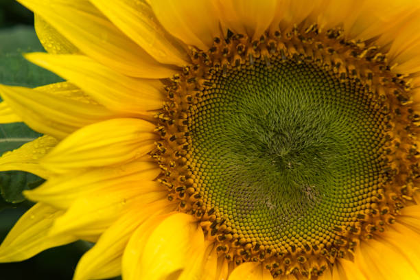 Blossoming Sunflower stock photo