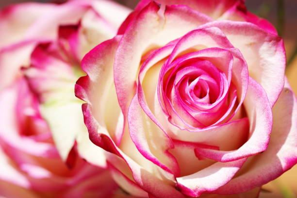fiore di rosa in bellissimo vecchio bianco a rosso con rosa sfocata sullo sfondo - focus on foreground joy happiness pink foto e immagini stock