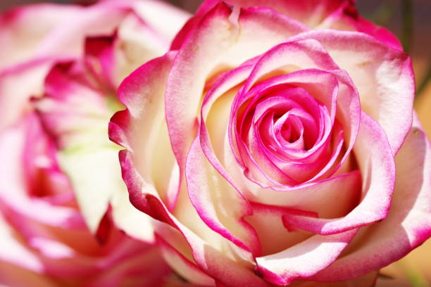 flor de rosa em branco bonito e vermelho com rosa borrada ao fundo - efflorescent - fotografias e filmes do acervo