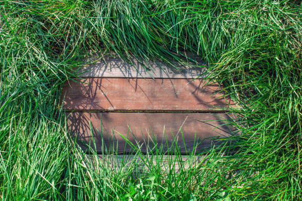 istock Wooden background covered with green grass. 1204571185