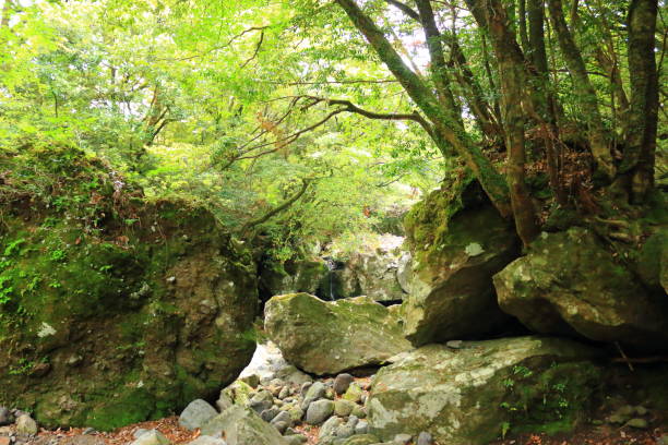 istock Forest, Hallasan, Valley, Stone, Moss Gate, Moss Staircase, Moss, Temple, Hyonom, 1204571252
