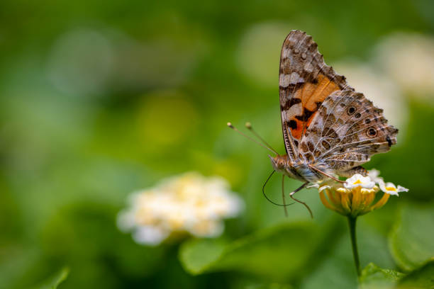 Butterfly and Flower Closeup stock photo