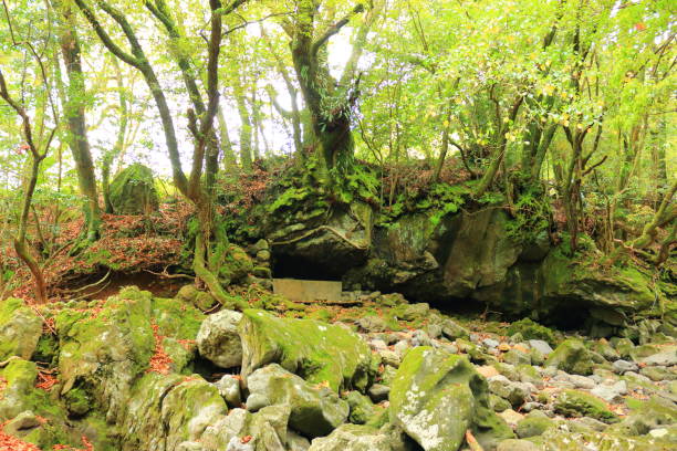 istock Forest, Hallasan, Valley, Stone, Moss Gate, Moss Staircase, Moss, Temple, Hyonom, 1204571904