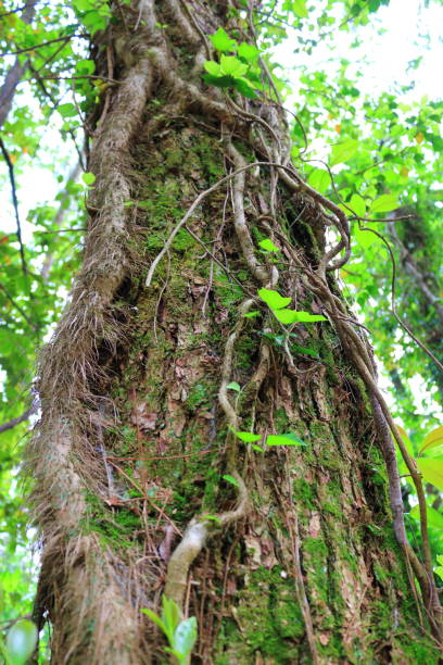 istock Forest, Hallasan, Valley, Stone, Moss Gate, Moss Staircase, Moss, Temple, Hyonom, 1204572014