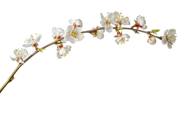 istock blossoming apricot branch isolated on white background 1204572795