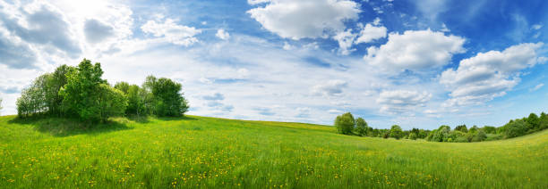 green field with white and yellow dandelions outdoors in nature in summer - landscape tree field solitude imagens e fotografias de stock