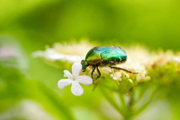 a green may bug sits on a flower on a natural green background