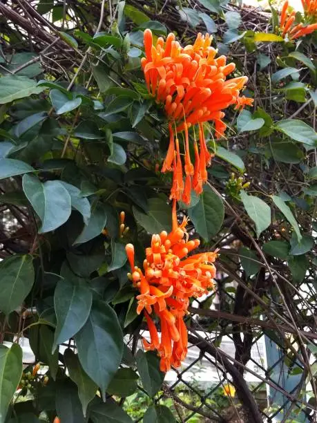 Pyrostegia venusta, also commonly known as flamevine or orange trumpetvine, is a plant species of the genus Pyrostegia of the family Bignoniaceae originally endemic to Brazil, but now a well-known garden species.