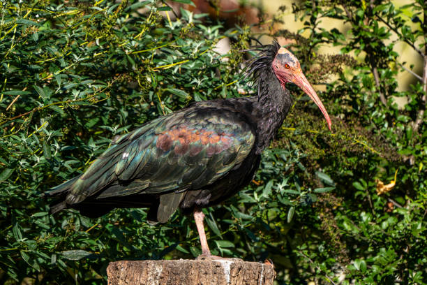 istock Northern Bald ibis, Geronticus eremita in the zoo 1204583251