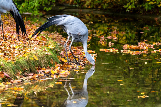 The Blue Crane, Grus paradisea, is an endangered bird specie endemic to Southern Africa. It is the national bird of South Africa