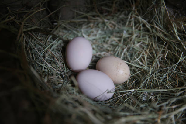 istock egg circle on straw fresh chicken eggs with nest, A pile of brown eggs in a nest . chicken eggs in the nest . 1204586035