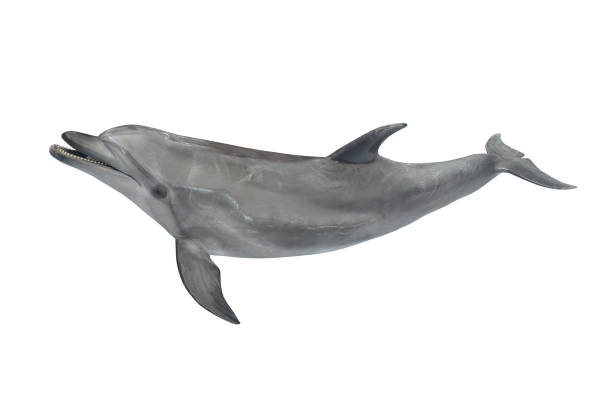 istock Big grey ocean dolphin isolated on white background for design 1204586974