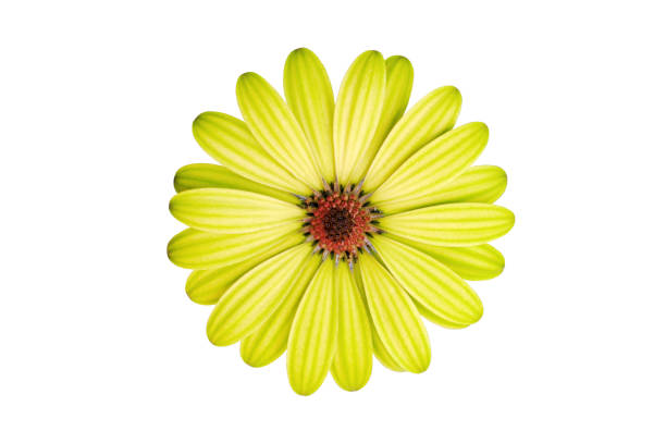istock Yellow beautiful chamomile chrysanthemum isolated on white for greeting card decor design 1204586989
