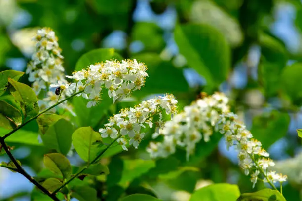 Abundant flowering of European bird cherry (Prunus padus) known asbird cherry, bonsai, dwarf tree or May tree on blurred background of blossoming tree. Concept of nature of North Caucasus for design.