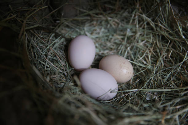istock egg circle on straw fresh chicken eggs with nest, A pile of brown eggs in a nest . chicken eggs in the nest . 1204587152