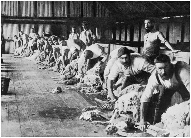 Antique photograph of the British Empire: Wool production in Australia Antique photograph of the British Empire: Wool production in Australia manufacturing occupation photos stock illustrations