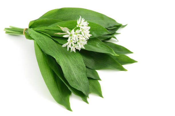 istock Fresh bunch of ramson wild garlic 1204588166