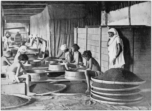 Antique photograph of the British Empire: Sifting Tea in Assam Antique photograph of the British Empire: Sifting Tea in Assam tea crop photos stock illustrations