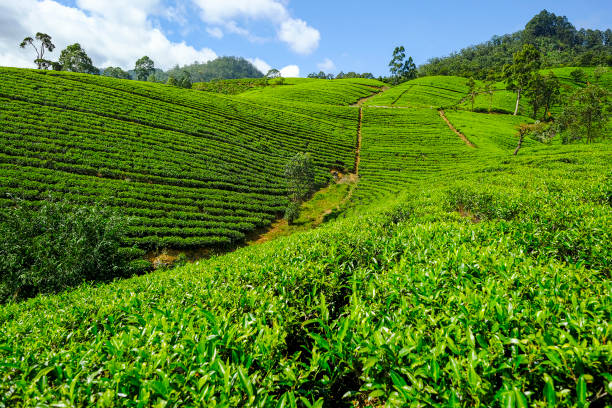 plantation de thé au sri lanka - nuwara eliya photos et images de collection