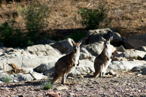 euro (petit kangourou) près de brachina gorge, ikara-flinders ranges national park, sa, australie - wallaroo photos et images de collection