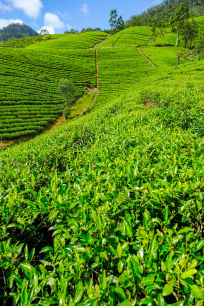 istock Tea plantation in Sri Lanka 1204588841