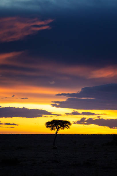 istock Sunset in the Masai Mara with acacia tree silhouette vertical 1204589583