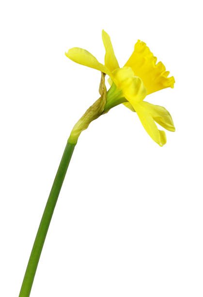 istock Yellow narcissus flower 1204589662