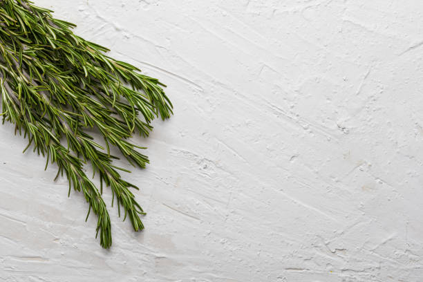 istock Branches of fresh rosemary and green. On white textured background. 1204589953