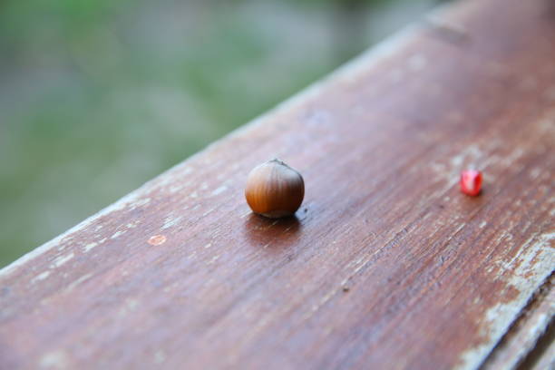 green background on hazelnut board. filbert on the board. hazelnut nuts close up on wooden background
