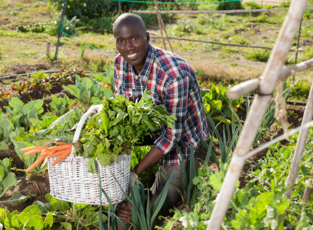 istock African gardener with harvest 1204591596