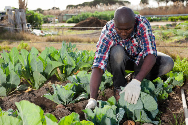 istock Male gardener working at homestead 1204591623