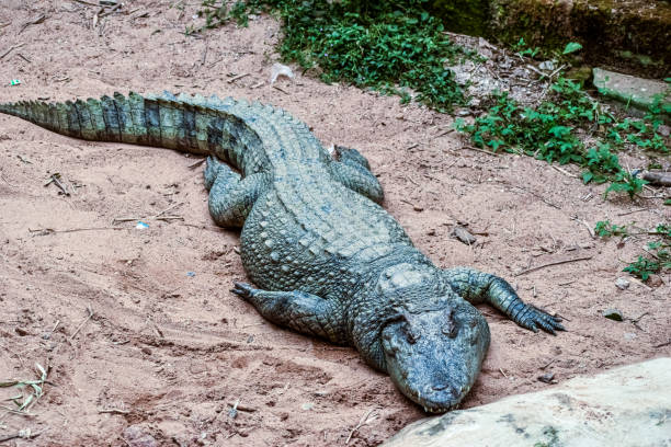 istock close up of a Siamese crocodile 1204592229