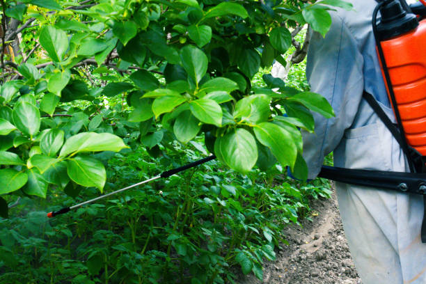 istock Spraying the garden 1204598499