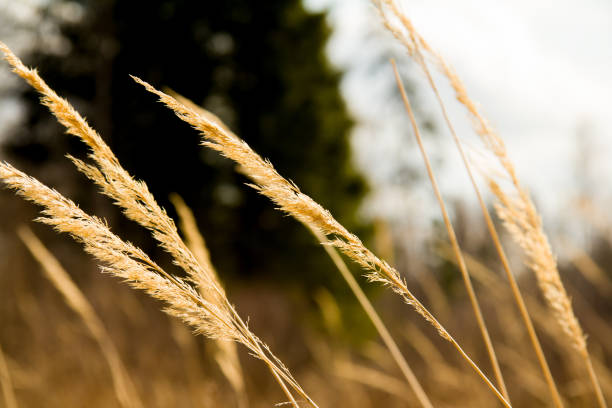 istock Golden dry spica closeup on a blurry background 1204598726