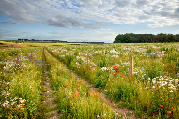 istock Beautiful flower meadow and track 1204599391