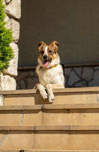 istock the homeless mutt clasped from the animal shelter 1204599507