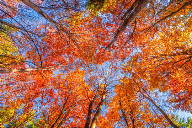 istock Multicolored treetops at an autumn. 1204599819