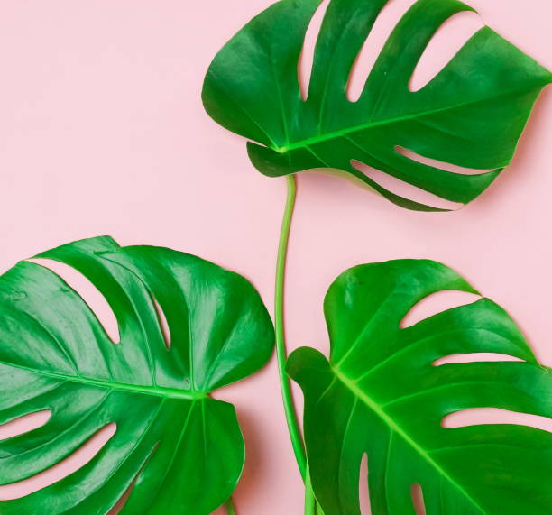 istock tropical green monstera leaves , branches pattern frame on a pink background. top view.copy space.abstract. 1204600512