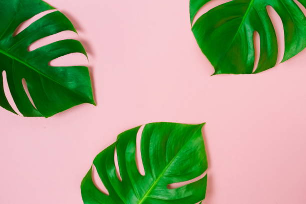 istock tropical green monstera leaves , branches pattern frame on a pink background. top view.copy space.abstract. 1204601141